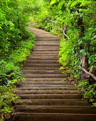 Stairs leading up to green leafy wonder